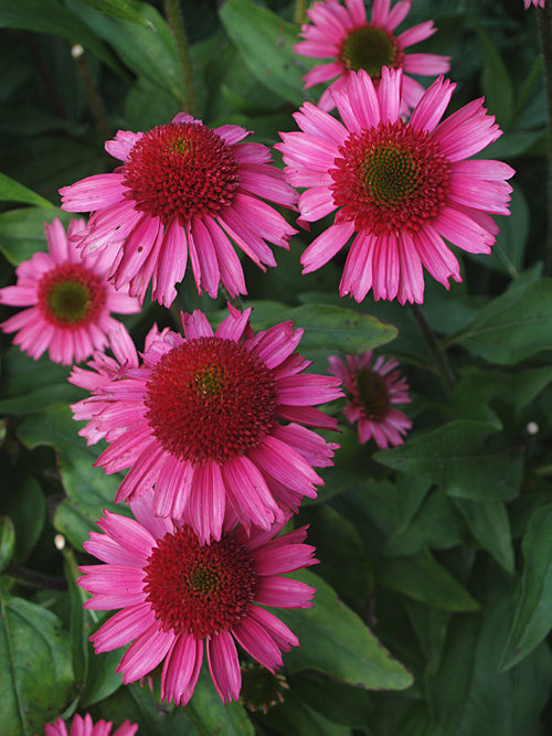 ECHINACEA 'DELICIOUS CANDY'
