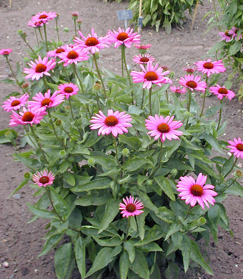 ECHINACEA PURPUREA 'ELTON KNIGHT'