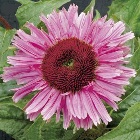 ECHINACEA PURPUREA 'FANCY FRILLS'