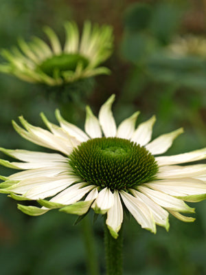 ECHINACEA PURPUREA 'FRAGRANT ANGEL'
