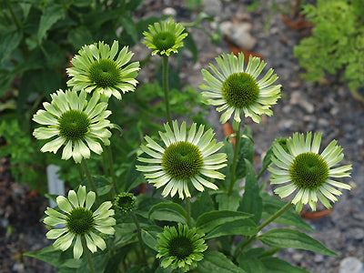 ECHINACEA PURPUREA 'GREEN JEWEL'