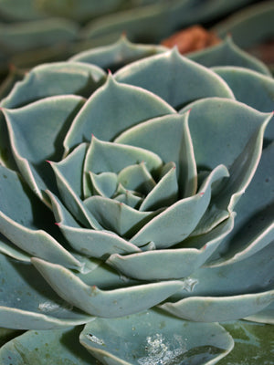 ECHEVERIA SECUNDA var.GLAUCA 'GIGANTEA'