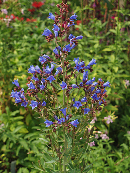 ECHIUM GENTIANOIDES