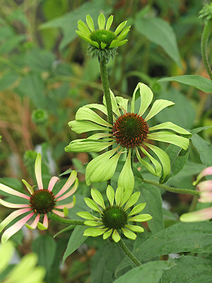 ECHINACEA 'GREEN ENVY'