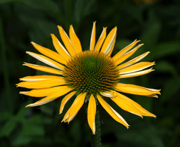 ECHINACEA 'HARVEST MOON'