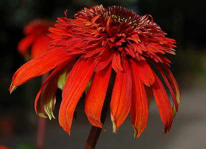 ECHINACEA 'HOT PAPAYA'
