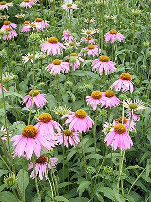 ECHINACEA PURPUREA 'KIM'S KNEE HIGH'