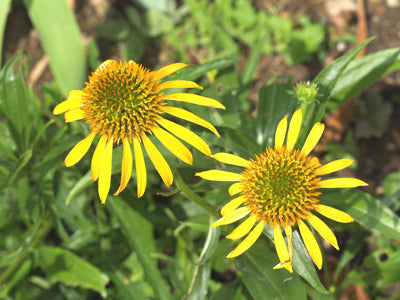 ECHINACEA 'MANGO MEADOWBRITE'