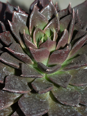 ECHEVERIA 'MAHOGANY'