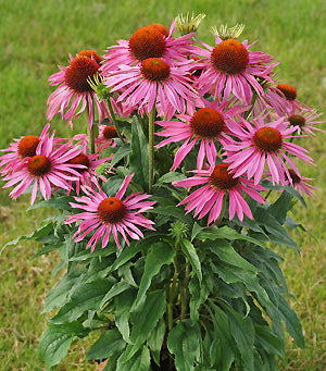 ECHINACEA PURPUREA 'MAXIMA'
