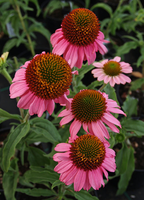 ECHINACEA 'MEDITATION'