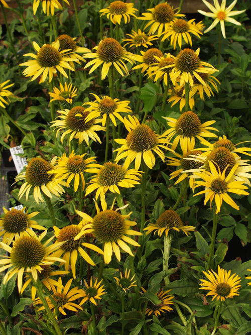 ECHINACEA 'MAC 'N' CHEESE'
