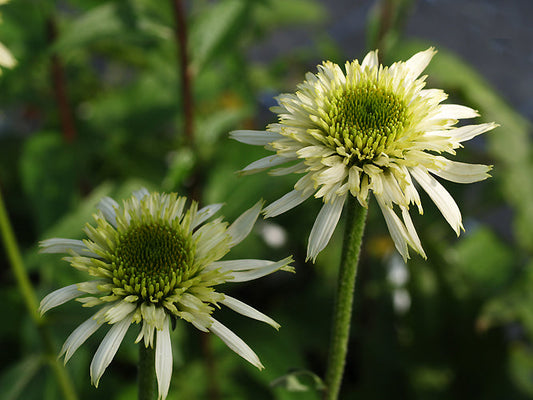 ECHINACEA 'MOZZARELLA'