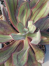 ECHEVERIA NODULOSA
