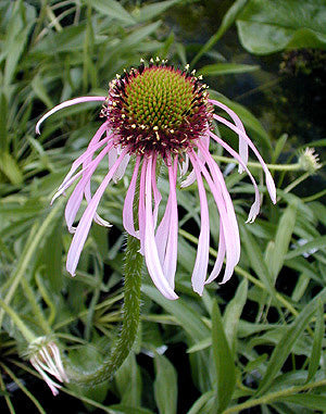 ECHINACEA PALLIDA