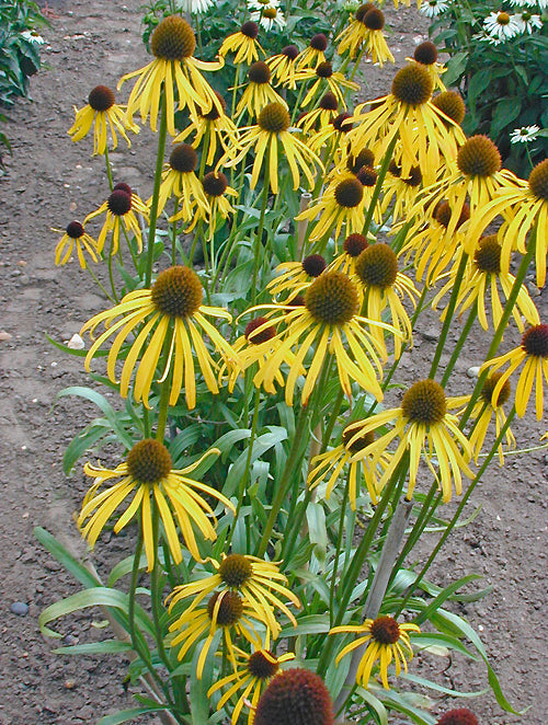 ECHINACEA PARADOXA