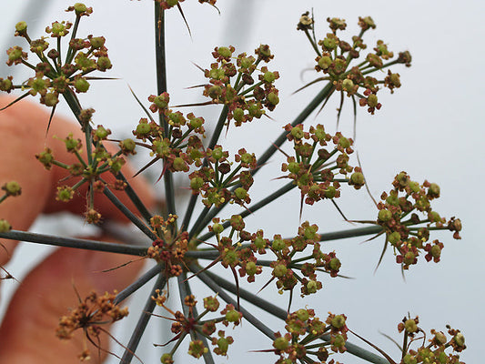 GLAUCOSCIADIUM SP. HATAY