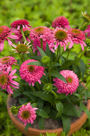 ECHINACEA 'PICCOLINO'