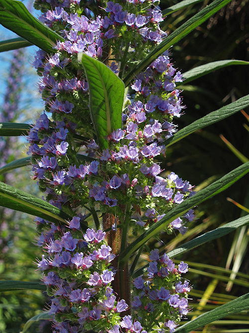 ECHIUM PININANA