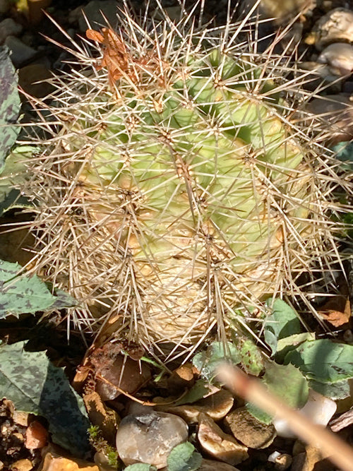 ECHINOCEREUS POLYACANTHUS