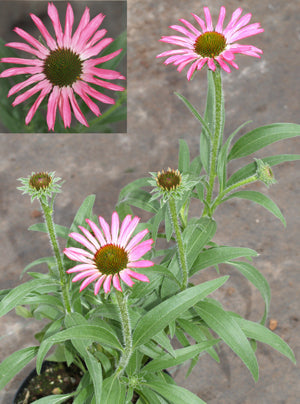 ECHINACEA 'PIXIE MEADOWBRITE'