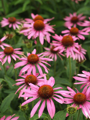 ECHINACEA PURPUREA 'ROBERT BLOOM'