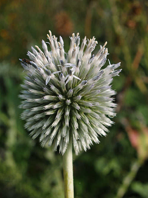 ECHINOPS SP. RCB AM-14