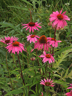 ECHINACEA PURPUREA 'RUBINGLOW'