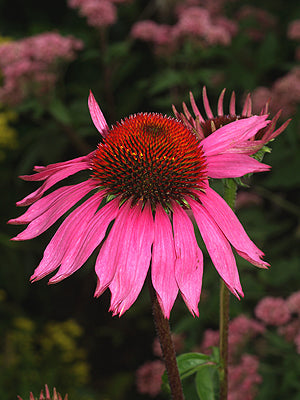 ECHINACEA PURPUREA 'RUBINSTERN'