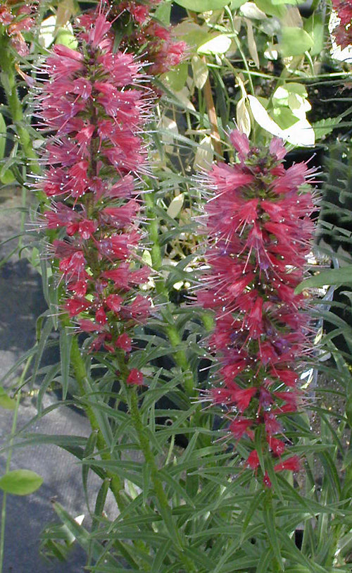 ECHIUM RUSSICUM