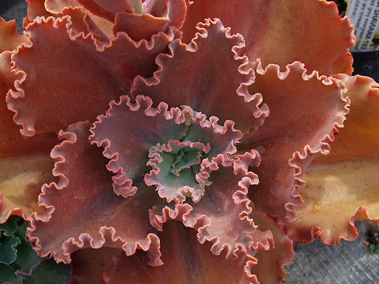 ECHEVERIA 'SOUTHFIELD CARNIVAL'