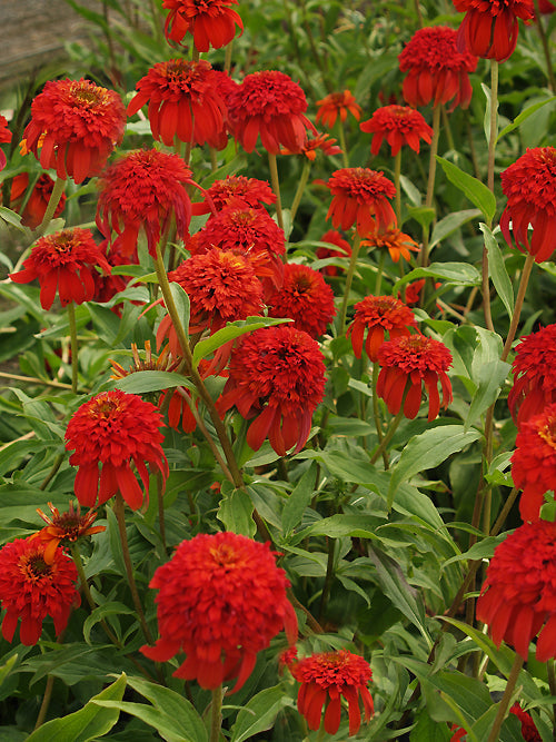 ECHINACEA 'SUMMER SALSA'