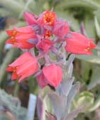 ECHEVERIA SETOSA