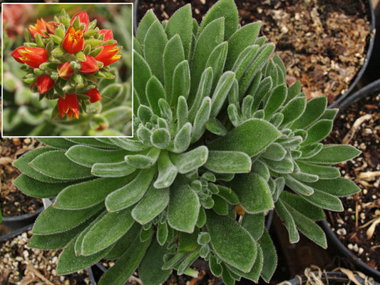 ECHEVERIA SETOSA x ECHEVERIA SETOSA 'OLIVER'