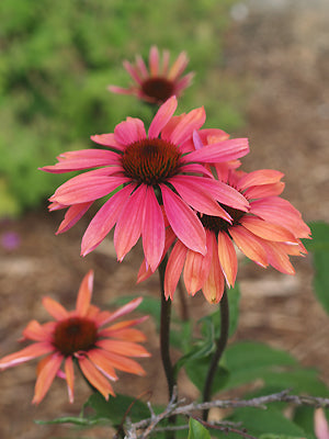 ECHINACEA 'SUMMER SKY'