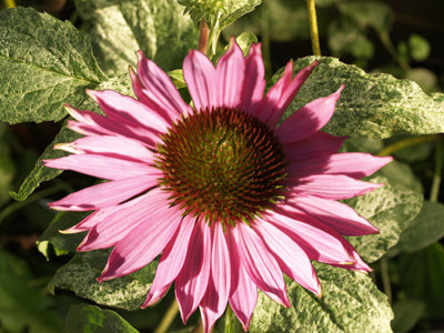 ECHINACEA PURPUREA 'SPARKLER'
