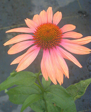 ECHINACEA 'SUNDOWN'