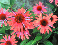 ECHINACEA 'SUNSET'