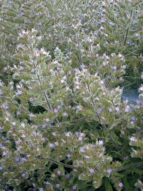 ECHIUM SP. RCB TQ-A-1