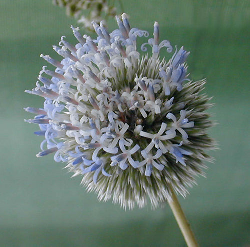 ECHINOPS SP. RCB TQ-H-2