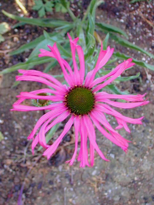 ECHINACEA TENNESSEENSIS 'ROCKY TOP'