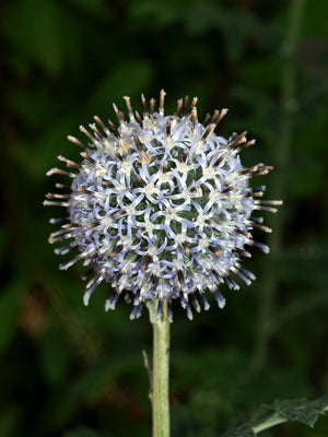 ECHINOPS TIENSCHANICUM