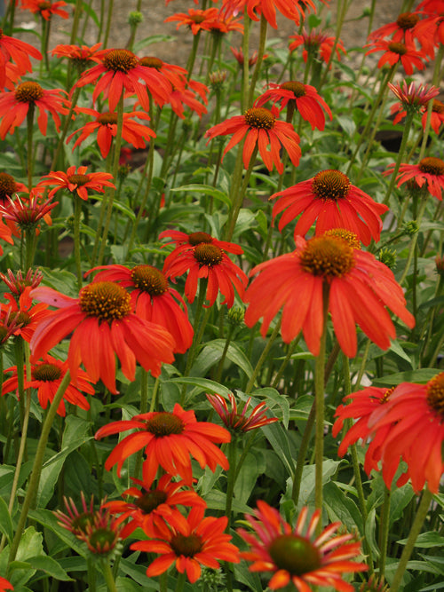 ECHINACEA 'TOMATO SOUP'