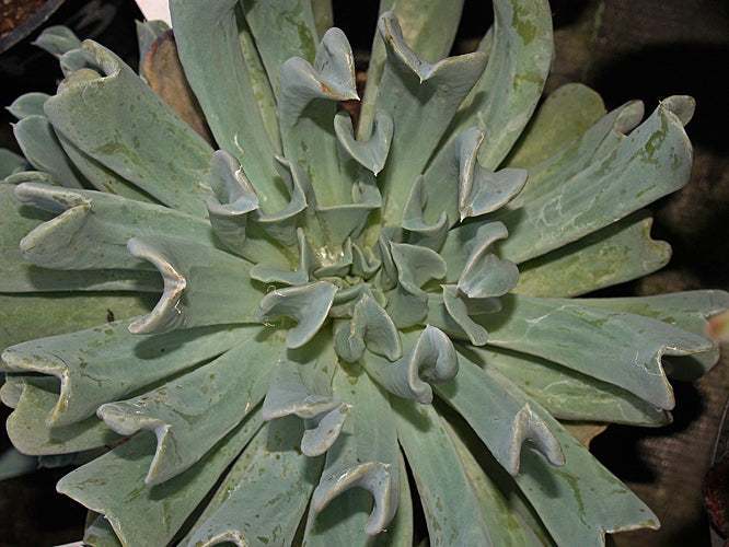 ECHEVERIA RUNYONII 'TOPSY TURVY'