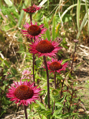 ECHINACEA PURPUREA 'VINTAGE WINE'