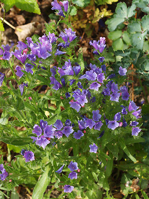 ECHIUM VULGARE