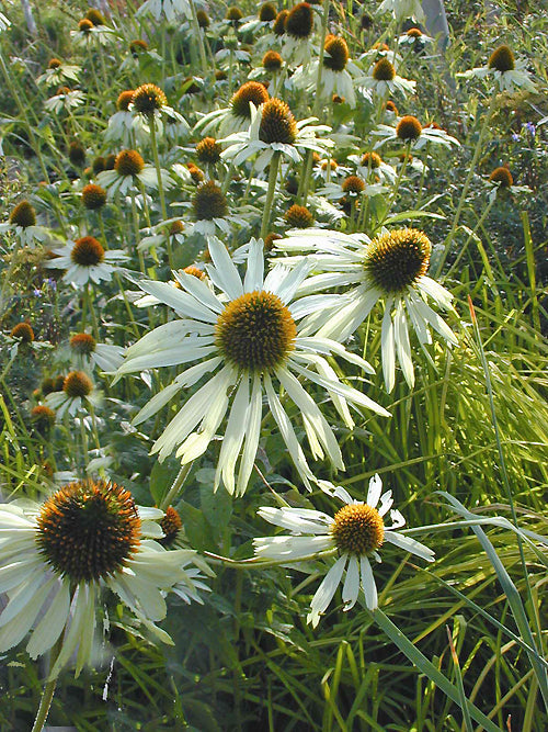 ECHINACEA PURPUREA 'WHITE LUSTRE'