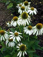 ECHINACEA PURPUREA 'WHITE SWAN'