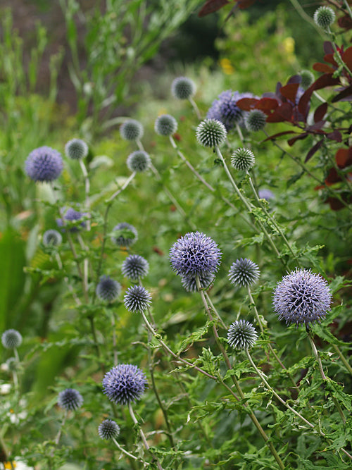 ECHINOPS RITRO subsp.RUTHENICUS
