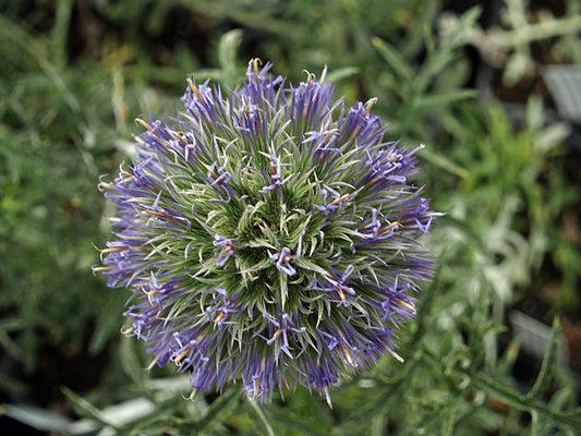 ECHINOPS STRIGOSUS